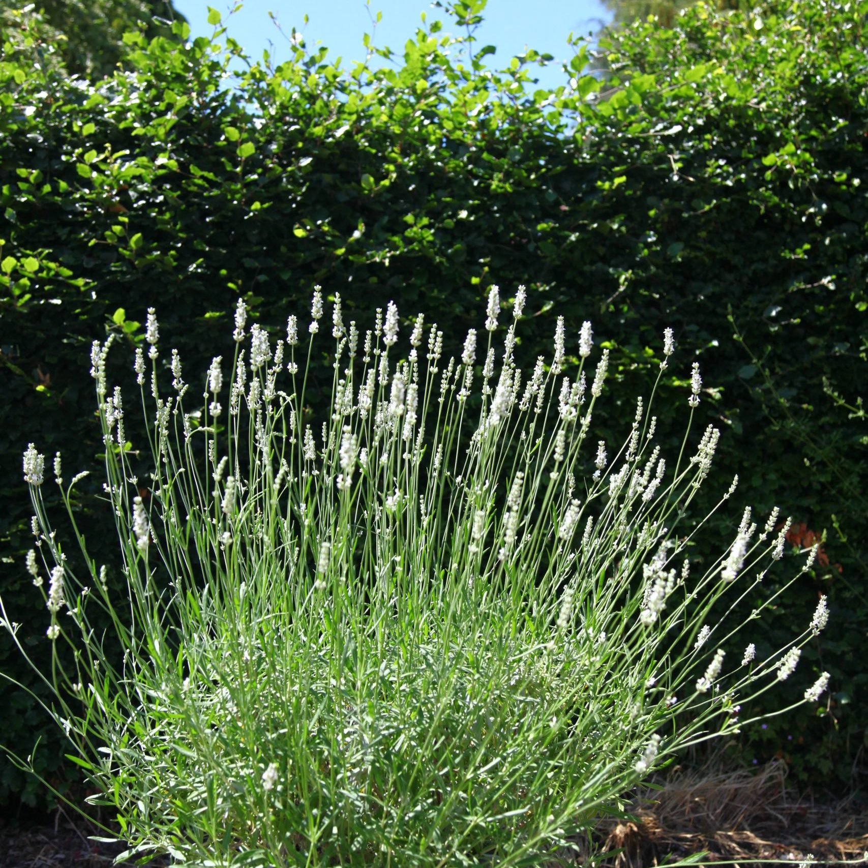 Lavandula Exceptional Lavender Exceptional