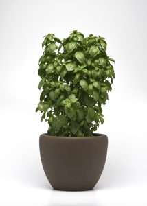 Basil Everleaf Emerald Tower