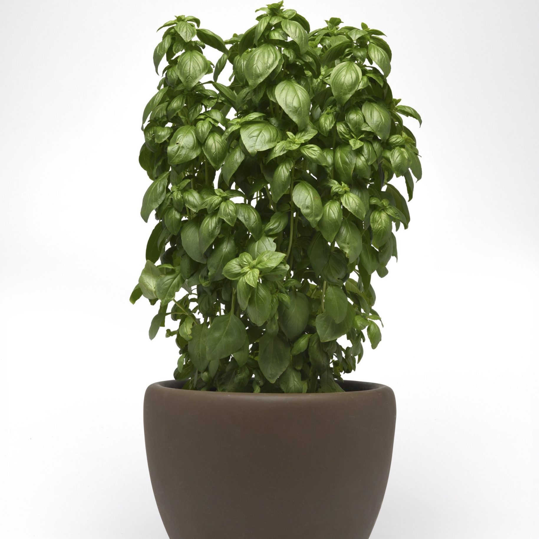 Basil Everleaf Emerald Tower