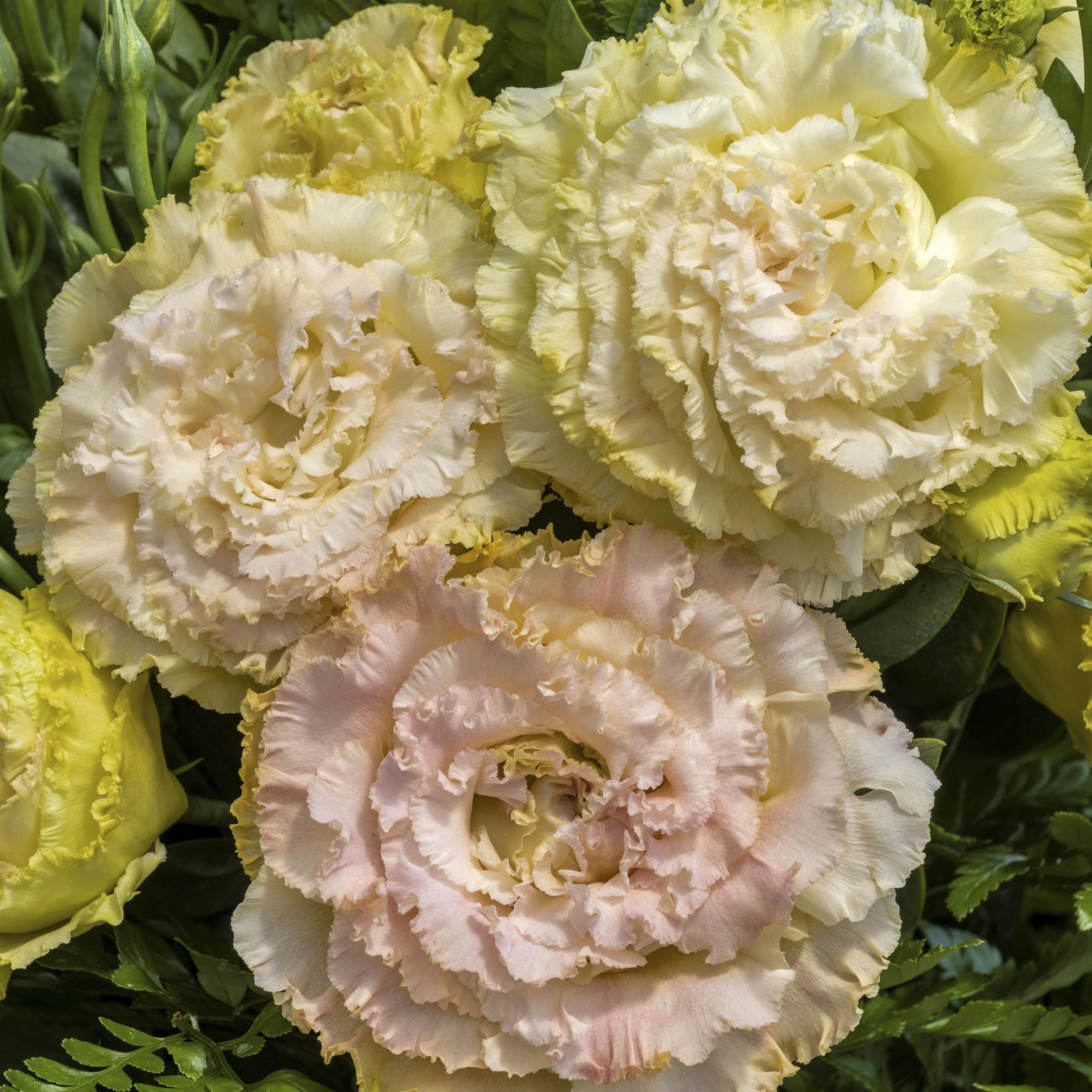 LISIANTHUS CUT FLOWER VOYAGE 2 CHAMPAGNE_