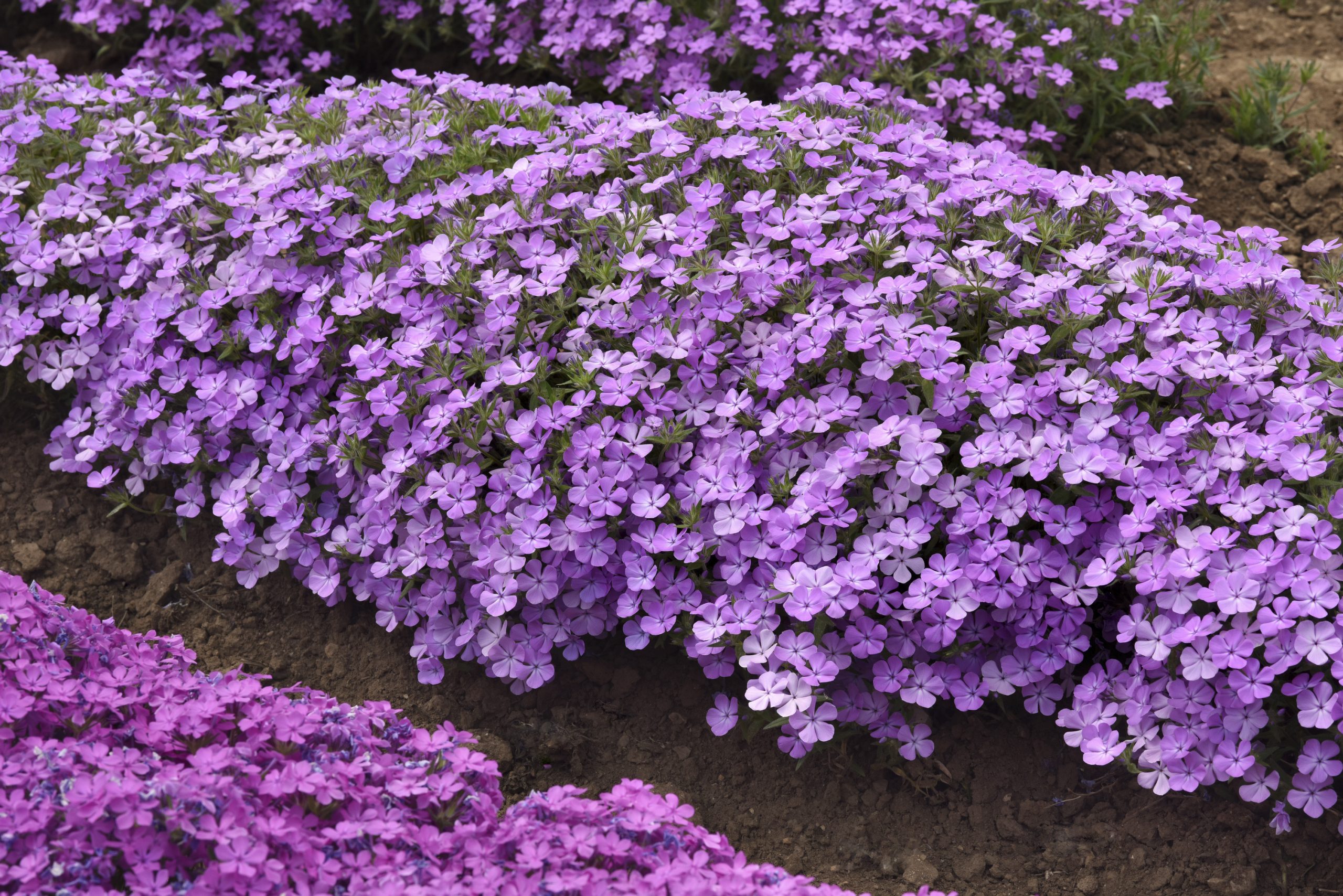 Phlox Candy Cloud Lavender
